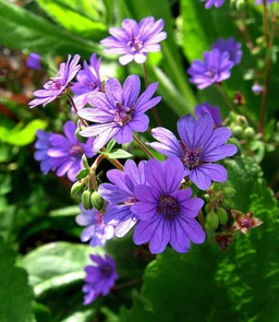 AA010_440_Geranium_Pyrenaicum___Bill_Wallis_4