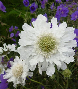 AA012_3140_Scabiosa_caucasica___Perfecta_Alba_2