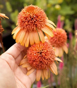 AA022_5430_Echinacea___Cantaloupe_1