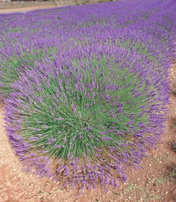 AA025_4644_Lavandula_x_intermedia___Phenomenal_1