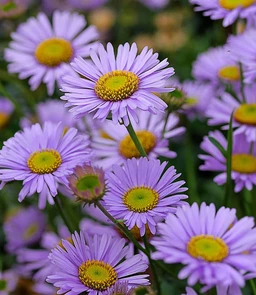AA028_3214_Erigeron_glaucus___Wayne_Roderick_2