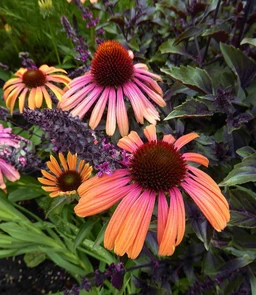 AA028_5116_Echinacea___Rainbow_Marcella_1