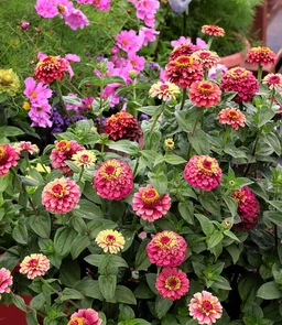 AA091_5199_Zinnia___Queen_Red_Lime_2