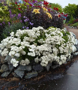 AA098_3838_Achillea_millefolium___Sonoma_Coast_1