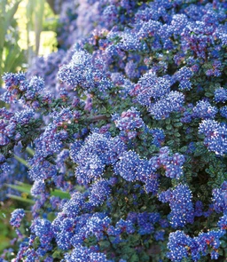 AA103_2645_Ceanothus___Dark_Star_1