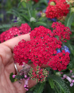 AA118_4810_Achillea_Millefolium___Red_Velvet_1_1
