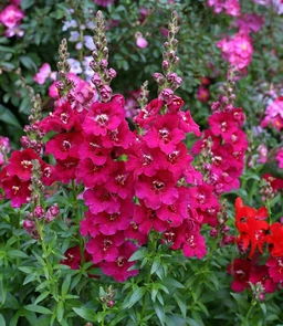 AA125_4318_Antirrhinum_majus_1