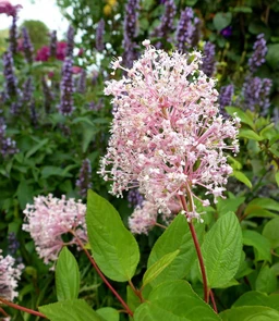 AA144_2917_Ceanothus_X_Pallidus___Marie_Simon_4