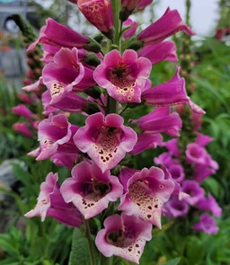 AA154_5602_Digitalis_hybrida___Candy_Mountain_2