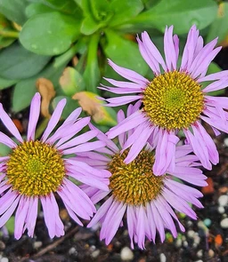 AA172_5934_Erigeron_glaucus_1