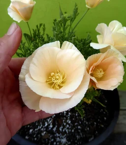 AA174_5318_Eschscholzia_californica_1
