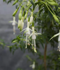 AA184_5563_Fuchsia_Magellanica___Hawkshead_1