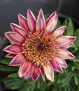 AA190_5761_Gazania___Otomi_1