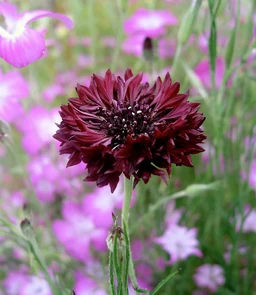AA203_221_Centaurea_cyanus___Black_Gem_1