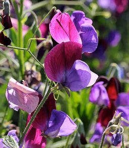 AA211_1471_Lathyrus_Odoratus___Cupani_2
