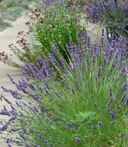 AA217_2772_Lavandula_x_intermedia_1