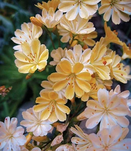 AA219_1857_Lewisia_Longipetala___Little_Peach_1