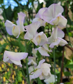 AA221_5615_Lathyrus_odoratus___April_In_Paris_2
