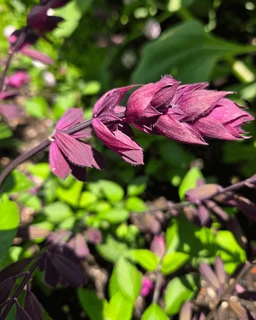 AA227_5953_Salvia___Love_And_Wishes_2