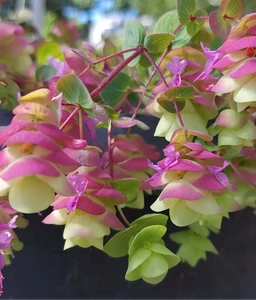 AA249_5933_Origanum___Barbara_Tingey_1_8