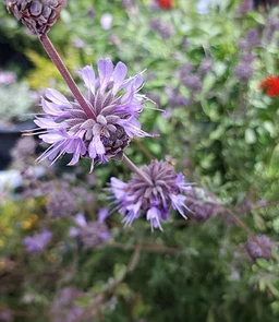 AA275_5908_Salvia_1