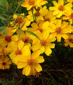 AA276_4796_Tagetes_lemmonii_1