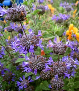 AA281_912_Salvia_Clevelandii___Winifred_Gilman_2