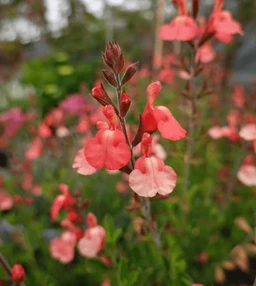AA283_5730_Salvia_Greggii___Tangerine_3