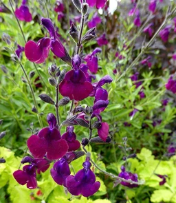 AA289_5326_Salvia_X_Jamensis___Nachtvlinder_1