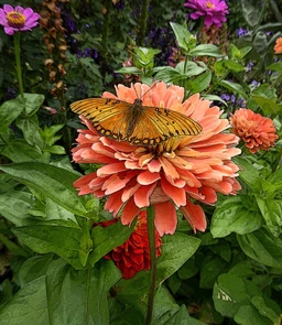 BenarysGiantSalmonRose
