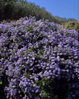 Ceanothus_thyrsiflorus