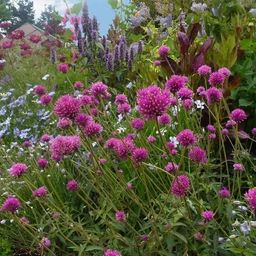 Gomphrena_Fireworks_Nursery