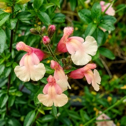 Salvia_SierraSanAntonio