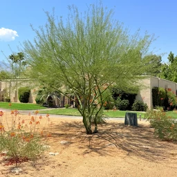 Desert_Museum_Palo_verde_with_Shade