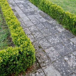 Dwarf-english-boxwood-2