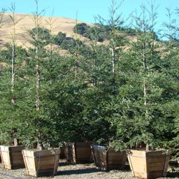 Sequoiasempervirens_AptosBlue_101546fa-38c7-45db-9fb4-c26840c328af