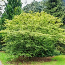 Japanese-Maple-3