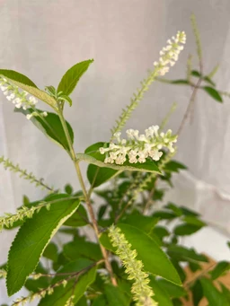 Sweet-Almond-Flower