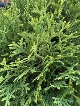 arborvitae-plant