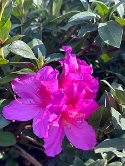 azalea-flowers-for-sale
