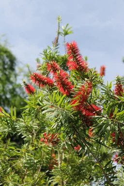 bottlebrush-scaled_27b5d08b-9b1a-4f67-94a1-1c1afcc92fc0