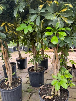 braided-ficus-trees