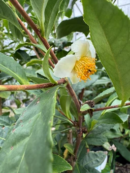 camellia-tea-flower-for-sale