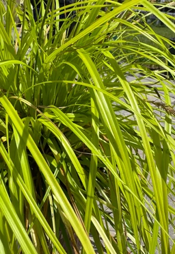 carex-grass-plant