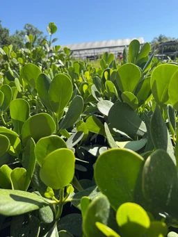 clusia-plant-for-sale-at-liberty-landscape
