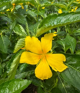 jamaican-buttercup-flower