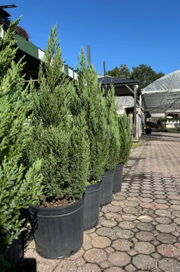 juniper-blue-point