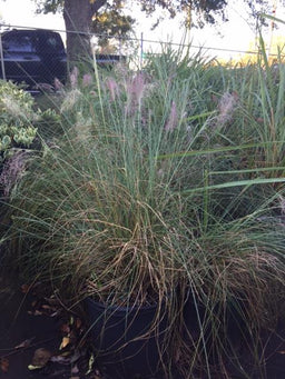 muhly-1