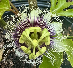 passion-flower-for-sale_1bc6e22f-a163-4904-8754-058e5525ac86
