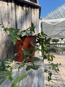passion-vine-plant-for-sale